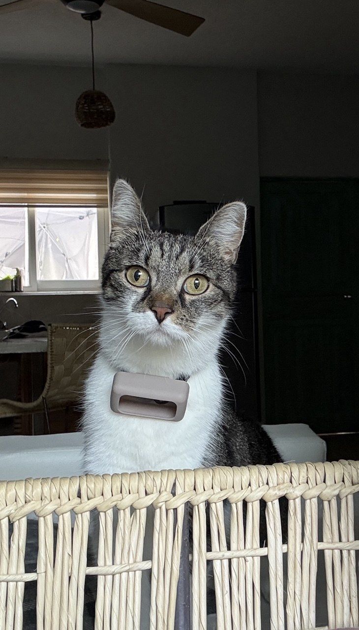 Moira the cat